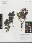 Foto von Salix glabra Scop.